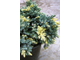 Можжевельник чешуйчатый Floreant