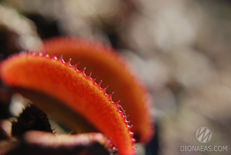 Dionaea muscipula Microdent