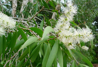 Найоли (Melaleuca viridiflora Gaertn) 5 мл  - 100% натуральное эфирное масло