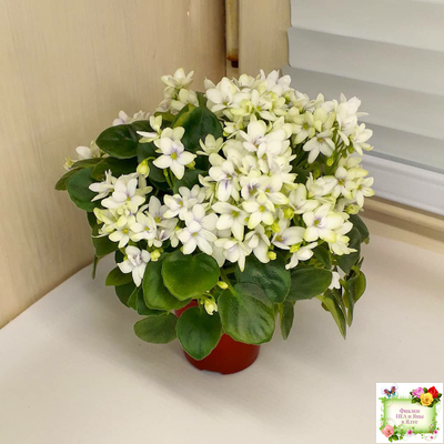 Broadway Star Trail (Селекционер неизвестен) трейлер