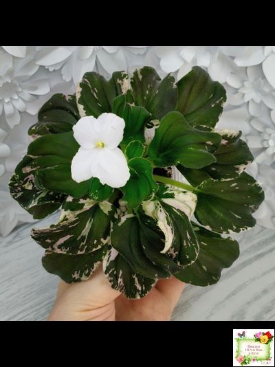 LV-Девятый Вал (Л. Шевелева) 2024 г. трейлер (пестролистный клакамас)