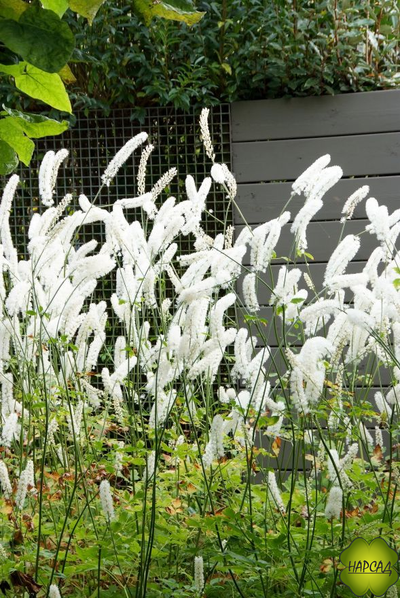 ЦИМИЦИФУГА (КЛОПОГОН) "ВАЙТ ПЕРЛ"