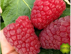 МАЛИНА "ПОКЛОН КАЗАКОВУ" (РЕМОНТАНТНАЯ, УРОЖАЙНАЯ) (САЖЕНЕЦ 2 ГОДА)