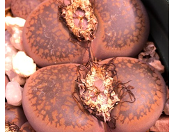 Lithops aucampiae C334 (MG) - 10 семян