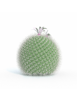 кактусы Маммиллярия-01