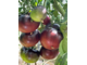 Grand black tomato (Большой черный томат)