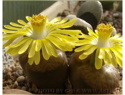 Lithops  bromfieldii v.insularis PV982 (Чехия) - 10 семян