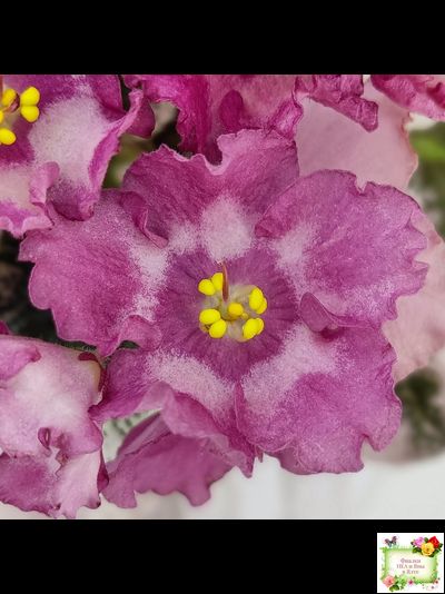 Aftershock (P. Sorano)