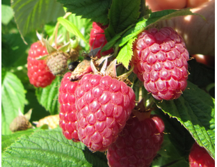 Описание сорта малины ремонтантной Евразия