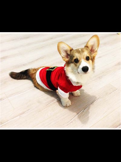 Шубка для собаки Санта