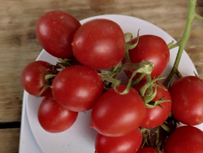 Томат Принц Боргезе (Principe Borghese, Италия)