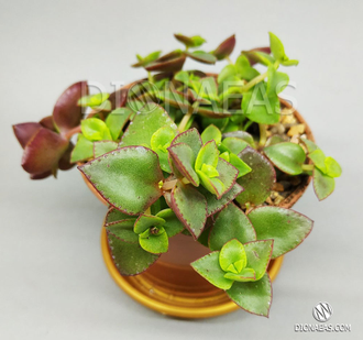 Crassula pellucida