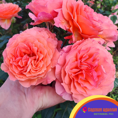 Бельведер (Belvedere)