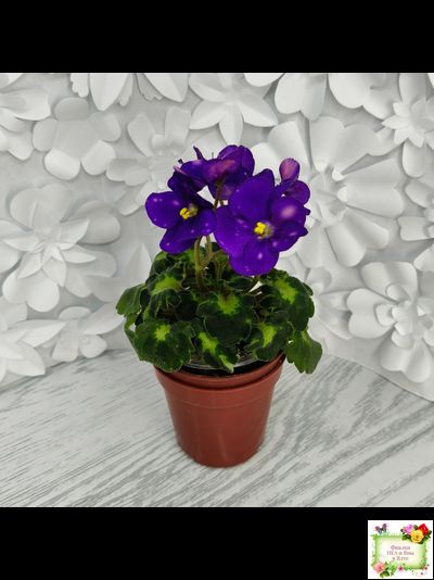 ВаТ-Горох на Десерт (Т. Валькова) 2020 г. (гёрл-листва)