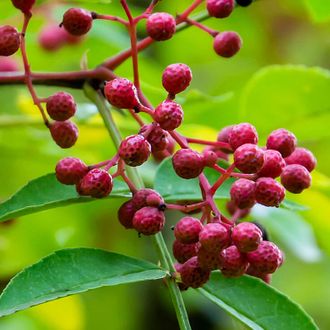 Перец сычуаньский/непальский (Xanthoxylum armatum) 5 мл - 100% натуральное эфирное масло