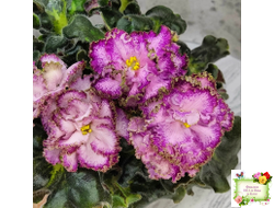 ЛЕ-Пряная Корица (Е. Лебецкая) 2020 г.