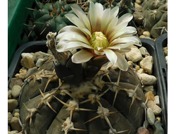 Gymnocalycium riojense v.guasayanense VG-1094 - 5 семян