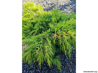 Можжевельник пфитцериана Ауреа