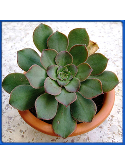 Aeonium davidbramwellii