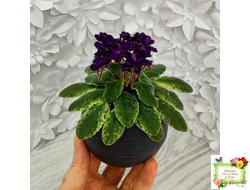 ЛЕ-Мия (Е.Лебецкая) 2018 г. (стартер)