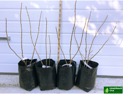 Смородина черная "Сибилла"