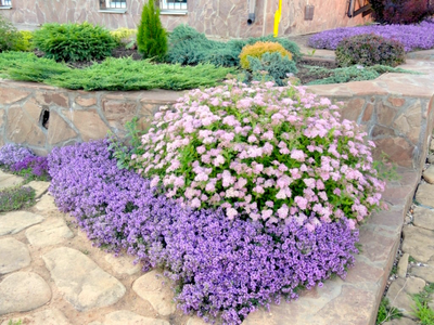 Спирея японская Little Princess