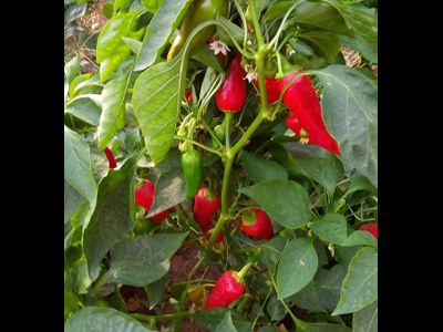 Перец острый Халапеньо ранний (Jalapeno Early)