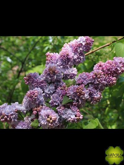 СИРЕНЬ "ВЕЧЕРНЯЯ МОСКВА"