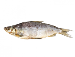 Сырок вяленый