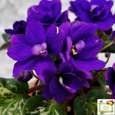 Sterling Trinket (E. Champion) (лист посажен 30.01.26)