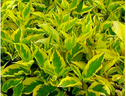 ГОУЧАУЛТИ (Cornus alba Gouchaultii)