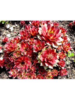 Молодило гибридное