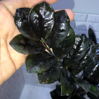 Замиокулькас Равен (Ворон) / Zamioculcas Raven