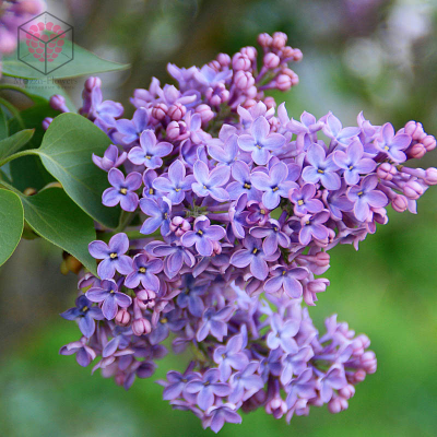 "Цветок сирени" вайнер и каттер