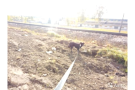 ВЫГУЛ СОБАК