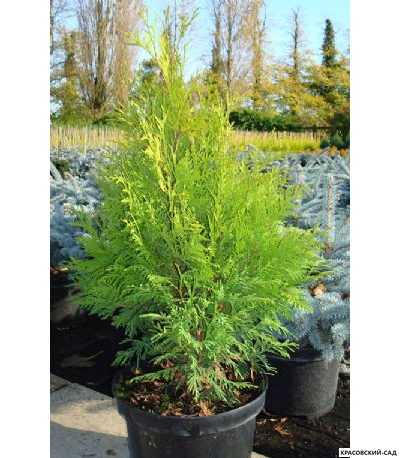 Туя Санкист - Sunkist