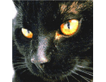Кошачий взгляд (Черная кошка) VH-901112 (алмазная вышивка Anya) mgm-mk