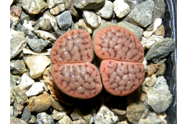 Lithops schwantesii ssp. schwantesii v. schwantesii С076 
