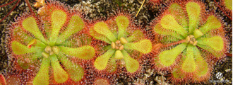 Drosera Coccicaulis - Drosera venusta, Drosera natalensis