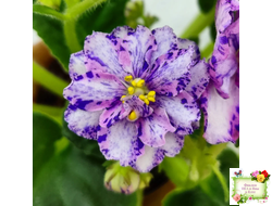 МК-Ветер Перемен Люкс химера (пасынок укоренённый из цветоноса)