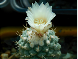 Strombocactus disciformis v.minimus VM 204 - 5 семян