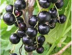 Былинная(смородина черная)