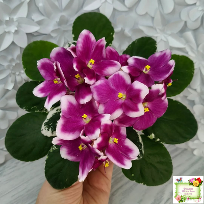 KZ-Источник Вдохновения (И. Заикина) 2023 г.