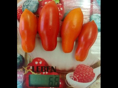 Томат Покоритель неба (Himmelsturmer), Германия