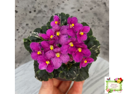 Mac's Pizzicato Paradise (G.McDonald) (лист укоренённый)