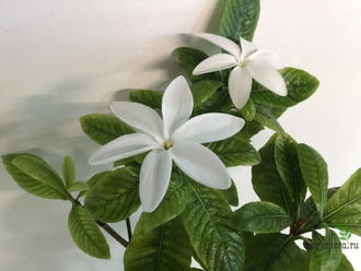 Гардения Scabrella