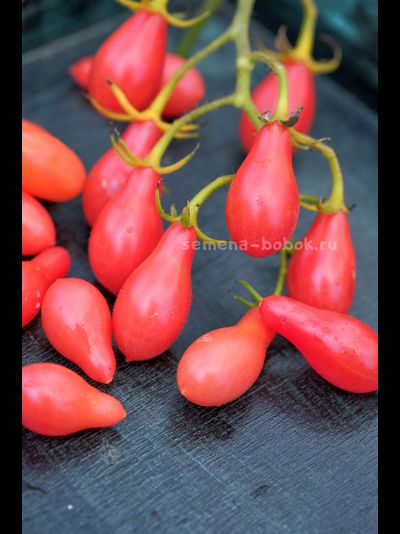 Томат Elf Tears (Слезы Эльфа), 10 шт