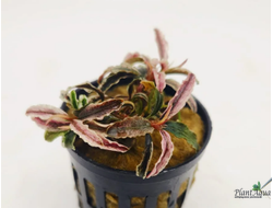 Bucephalandra green wavy