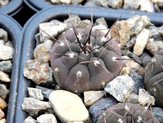 Gymnocalycium bruchii v. niveum VG 536