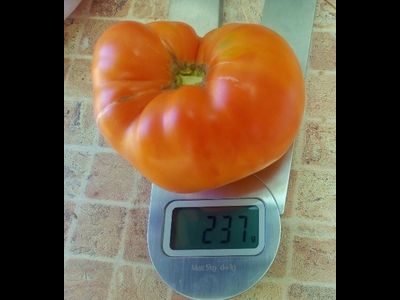 Томат Мясной завтрак (Meat Breakfast)